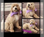 Small Photo #5 Cavapoo-Poodle (Standard) Mix Puppy For Sale in MILLINGTON, MI, USA