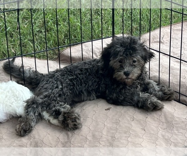 Medium Photo #6 ShihPoo Puppy For Sale in GLOUCESTER, VA, USA