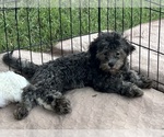 Macey - Female ShihPoo Puppy for Sale - Photo #6