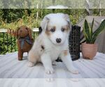 Small Photo #4 Australian Shepherd Puppy For Sale in HANOVER, MD, USA