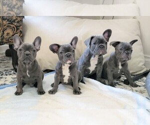French Bulldog Puppy for sale in SEATTLE, WA, USA