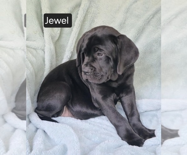 Medium Photo #3 Cane Corso Puppy For Sale in MINERAL WELLS, WV, USA