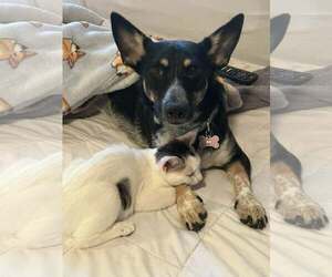 Penelope - Female Chihuahua-Unknown Mix Dog for Adoption - Photo #4