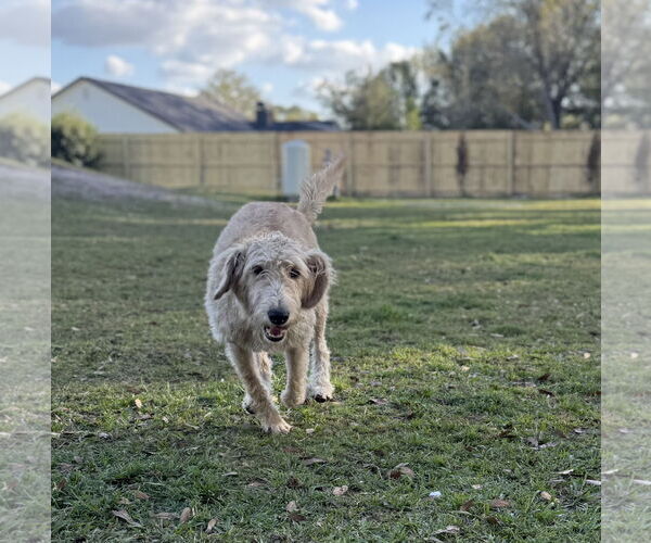 Medium Photo #3 Poodle (Standard)-Unknown Mix Puppy For Sale in Valrico, FL, USA