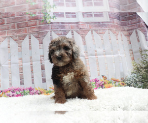 Aussie-Poo-Aussiedoodle Miniature Mix Puppy for sale in KINSTON, NC, USA