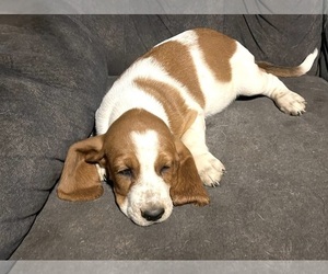 Basset Hound Puppy for Sale in FRESNO, California USA