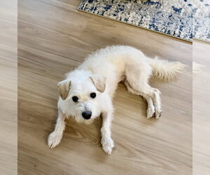 Bell-air FH - Female Bichon Frise-Unknown Mix Dog for Adoption - Photo #2