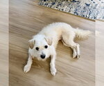 Small Photo #2 Bichon Frise-Unknown Mix Puppy For Sale in Sanford, FL, USA