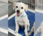 Small #2 Poodle (Miniature) Mix