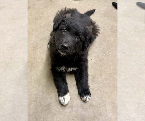 Medium Photo #1 Border Collie-Unknown Mix Puppy For Sale in Cave Creek, AZ, USA