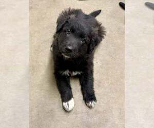Border Collie-Unknown Mix Dogs for adoption in Cave Creek, AZ, USA