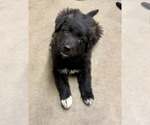 Small Border Collie Mix