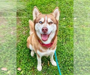 Siberian Husky Dogs for adoption in Sacramento, CA, USA