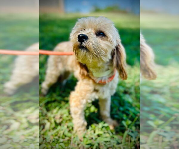 Medium Photo #2 Poodle (Toy)-Unknown Mix Puppy For Sale in Pacolet, SC, USA