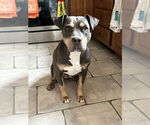 Small #33 American Staffordshire Terrier Mix