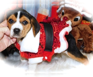 Beagle Puppy for sale in HAMMOND, IN, USA