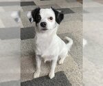 Small Chihuahua-Spaniel Mix