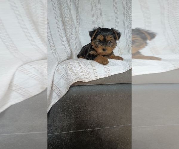 Medium Photo #16 Yorkshire Terrier Puppy For Sale in BENSON, NC, USA