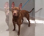 *ANUBIS - Male Mutt Dog for Adoption - Small photo