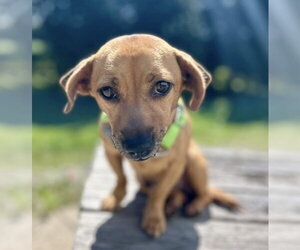Chihuahua-Unknown Mix Dogs for adoption in Osgood, IN, USA