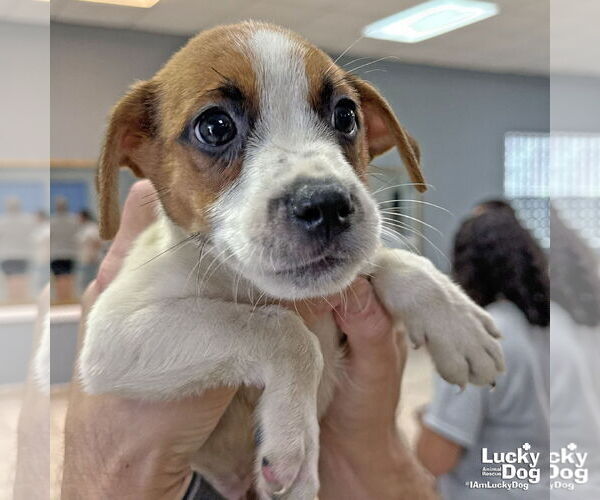 Medium Photo #1 Labrador Retriever-Unknown Mix Puppy For Sale in Washington, DC, USA