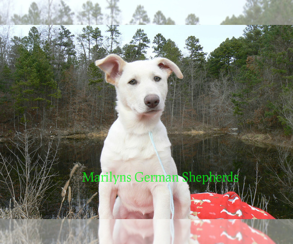 Medium Photo #3 German Shepherd Dog Puppy For Sale in PIEDMONT, MO, USA