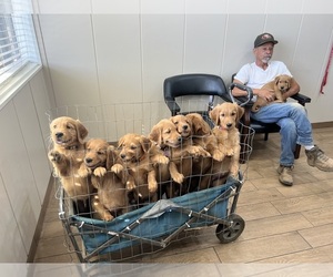 Golden Retriever Litter for sale in FRESNO, CA, USA