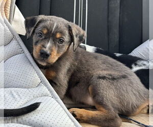 Catahoula Leopard Dog-Unknown Mix Dogs for adoption in Sanford, FL, USA