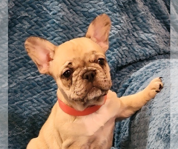 Medium Photo #6 French Bulldog Puppy For Sale in WINDYVILLE, MO, USA