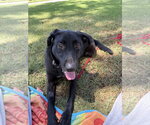 Small #7 Labrador Retriever Mix
