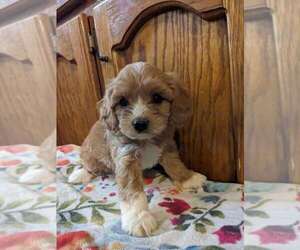 Cavapoo Puppy for sale in MCMINNVILLE, TN, USA