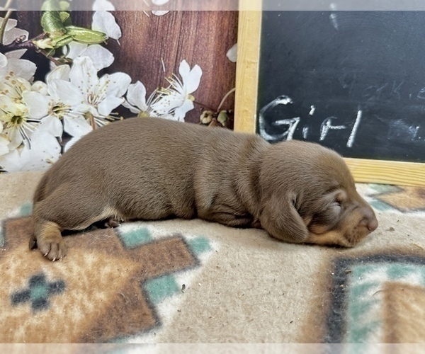 Medium Photo #14 Dachshund Puppy For Sale in CASSVILLE, MO, USA