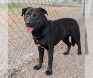 Labrador Retriever Dogs for adoption in Conroe, TX, USA