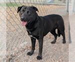 Small Labrador Retriever
