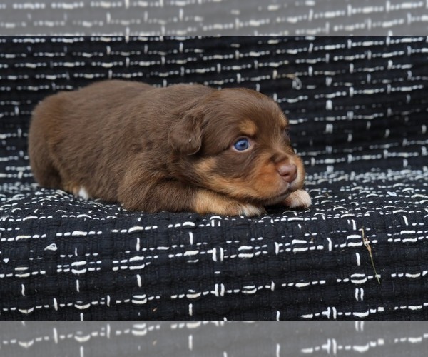 Medium Photo #8 Miniature American Shepherd Puppy For Sale in DAWSON, GA, USA