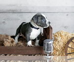 Small #2 American Pit Bull Terrier