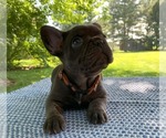 Small Photo #8 French Bulldog Puppy For Sale in BREMEN, IN, USA