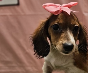 Dachshund Puppy for sale in STUART, FL, USA