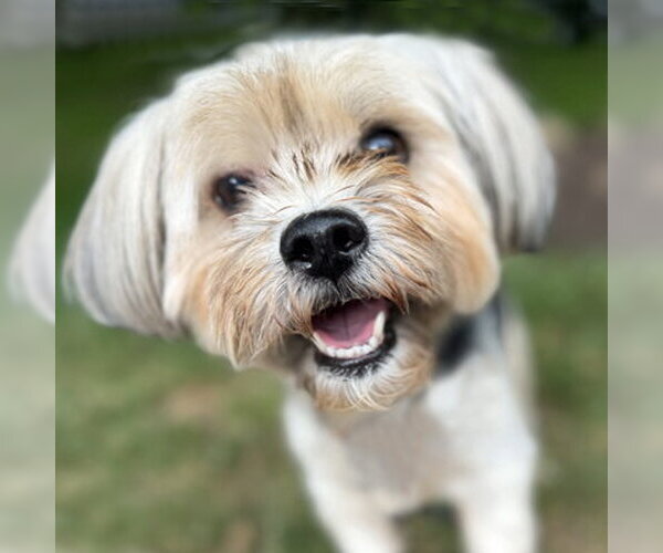 Medium Photo #8 Mutt Puppy For Sale in Arlington, VA, USA