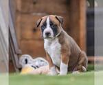 Small #3 Boxer Mix