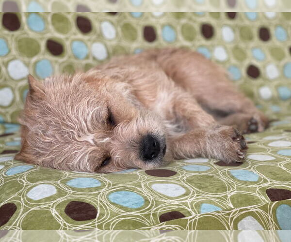 Medium Photo #4 Mutt Puppy For Sale in Salt Lake City, UT, USA