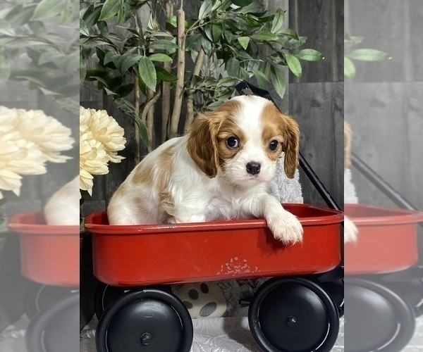 Medium Photo #2 Cavalier King Charles Spaniel Puppy For Sale in CANOGA, NY, USA