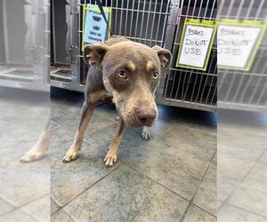 American Staffordshire Terrier-Unknown Mix Dogs for adoption in San Antonio, TX, USA