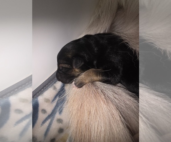 Medium Photo #2 German Shepherd Dog Puppy For Sale in LAKE CITY, FL, USA