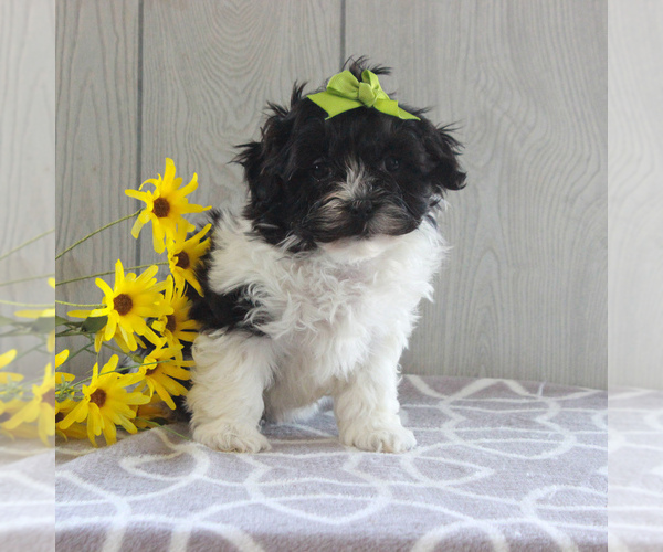 Medium Photo #1 Shih-Poo Puppy For Sale in GORDONVILLE, PA, USA