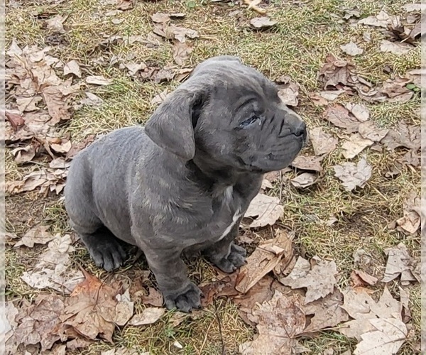 Medium Photo #1 Cane Corso Puppy For Sale in NUNICA, MI, USA