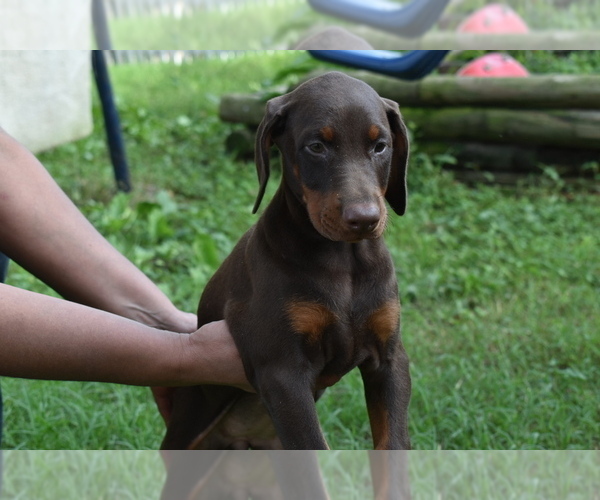 Medium Photo #1 Doberman Pinscher Puppy For Sale in RIVERDALE, MD, USA