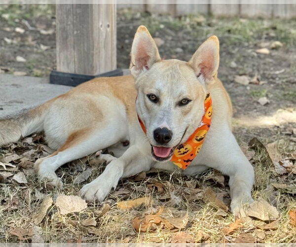 Medium Photo #2 Siberian Husky Puppy For Sale in Great Bend, KS, USA