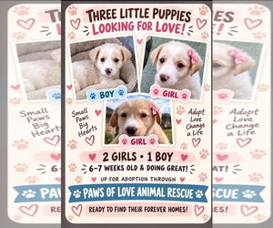 Labrador Retriever-Unknown Mix Dogs for adoption in Dallas, TX, USA
