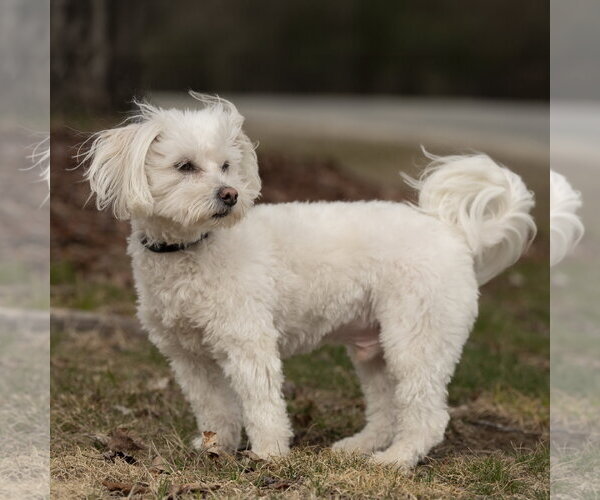 Medium Photo #3 Poodle (Toy)-Unknown Mix Puppy For Sale in Caribou, ME, USA